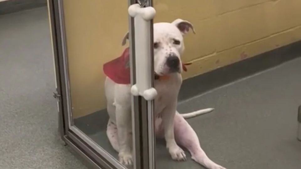Heartbroken Dog Sits Alone After Family Leaves Her at Shelter for New Baby