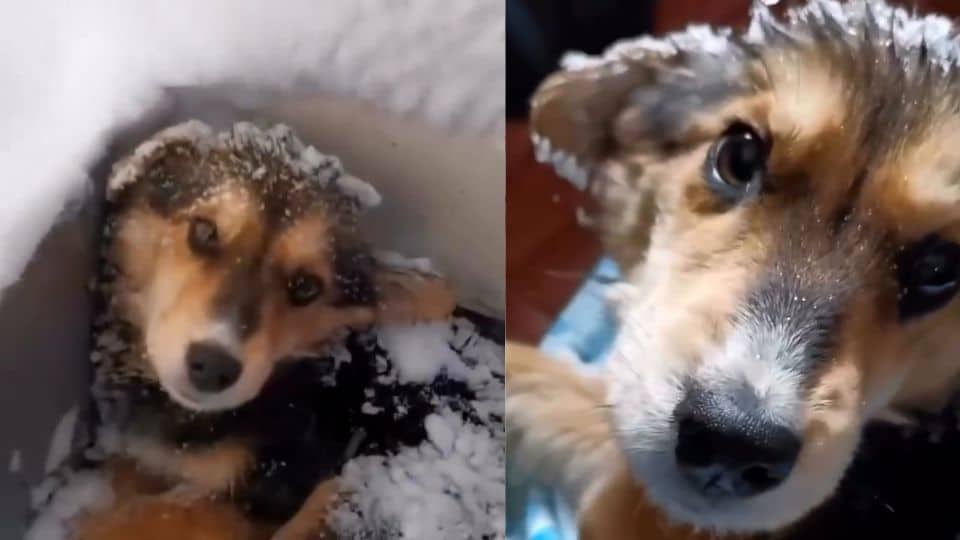 Broken Stray Dog Learned To Trust Again After Being Found