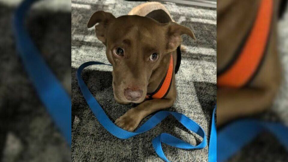 Once Too Afraid To Look People In The Eye, This Florida Puppy Now Bikes His Way Into Hearts