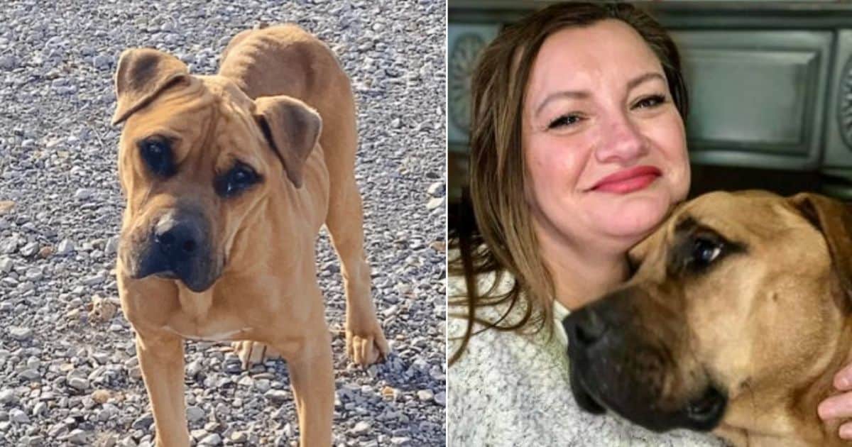 Wilbur’s Miraculous Adventure: A Dog’s Heartfelt Search for a Loving Home