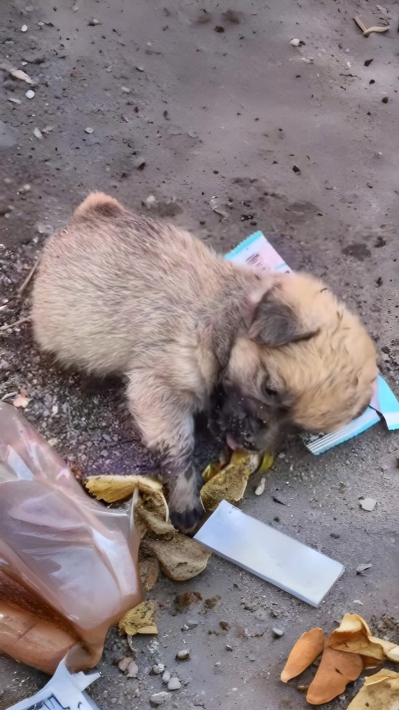 He Was Left in a Cardboard Box — But His Tiny Tail Still Refused to Stop Wagging