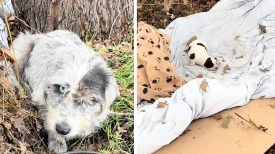 Mother Dog Found Protecting Her Puppy in a Roadside Ditch