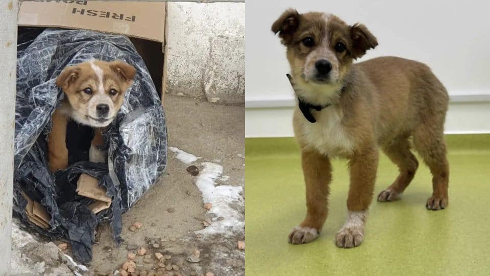 Heartbreaking Story of a Tiny Pup Left to Brave the Cold in a Cardboard Box