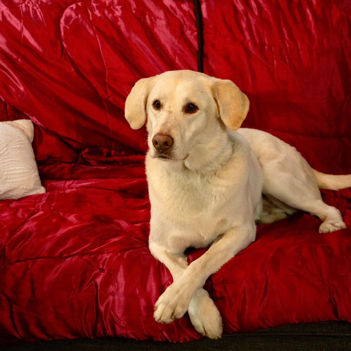 California Rescue Dog Waited Nearly 1,500 Days For Someone To See Past His Pain
