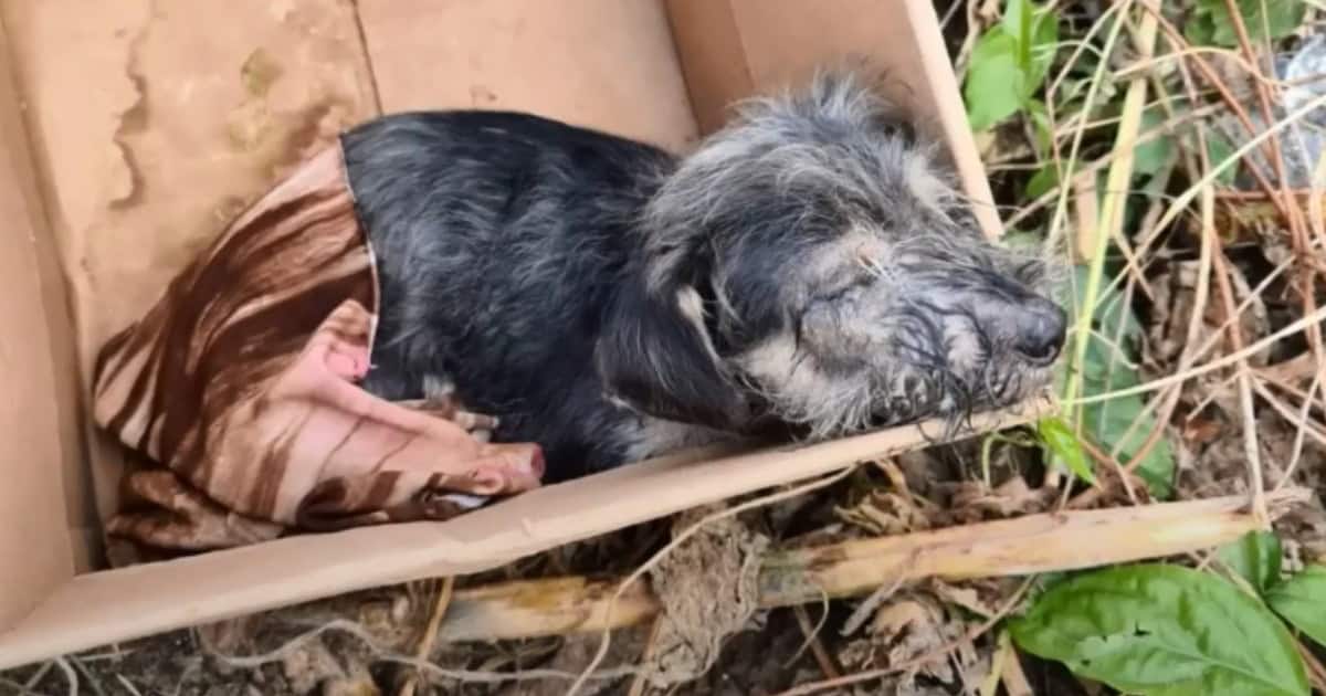 Precious Puppy Abandoned In A Box Receives a Second Chance at Happiness
