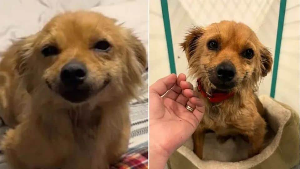 Rescued From a Hoarding House, This Sweet Dog Found Love and a Reason to Smile
