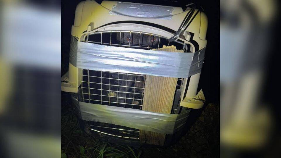 Dog Found Trapped in Box Finally Learns What Love Is