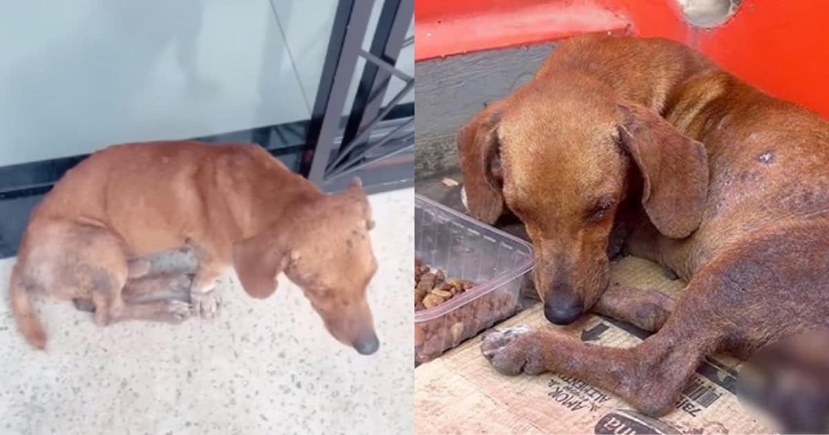 Loyal Dog Kept Waiting In Front Of The Store Where His Owner Abandoned Him