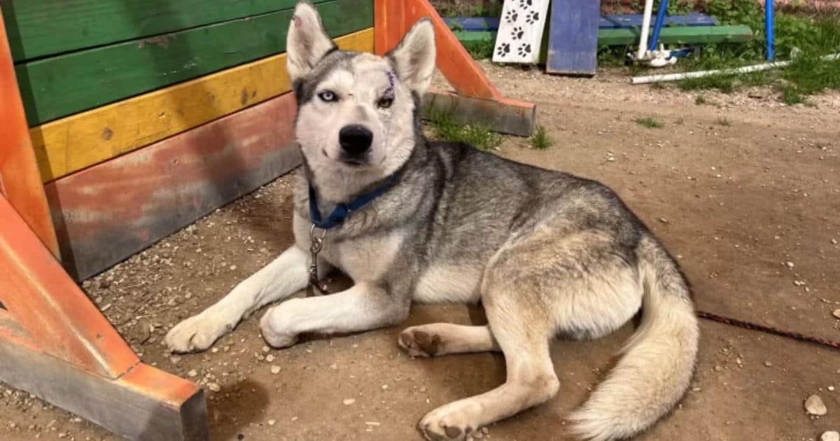 Lonely Husky Who Was Running Out of Time Finally Found His Perfect Family
