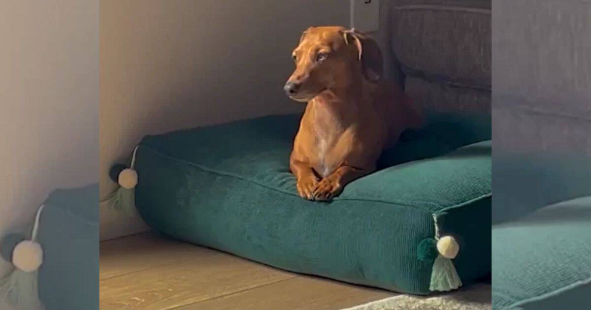 A Heartwarming Surprise: Lonely Pup Finds Joy in a New Best Friend