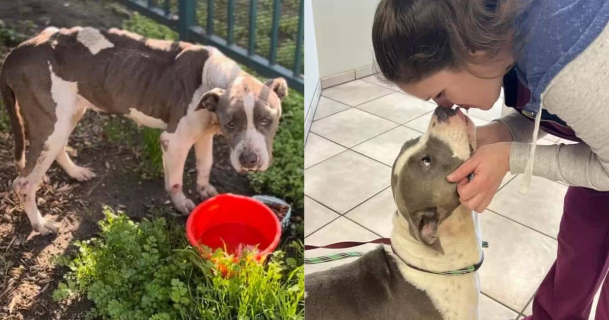 New Shelter Pup Reaches Out For Love By Holding Hands With Everyone She Meets
