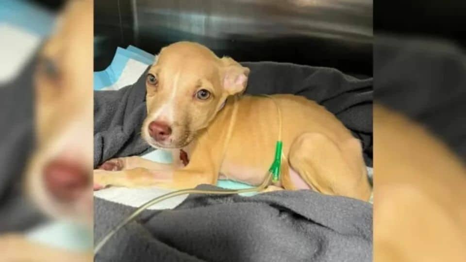 Vets Who Refused To Give Up On Sick Pup Call Him A ‘Miracle’ After He Gets Better
