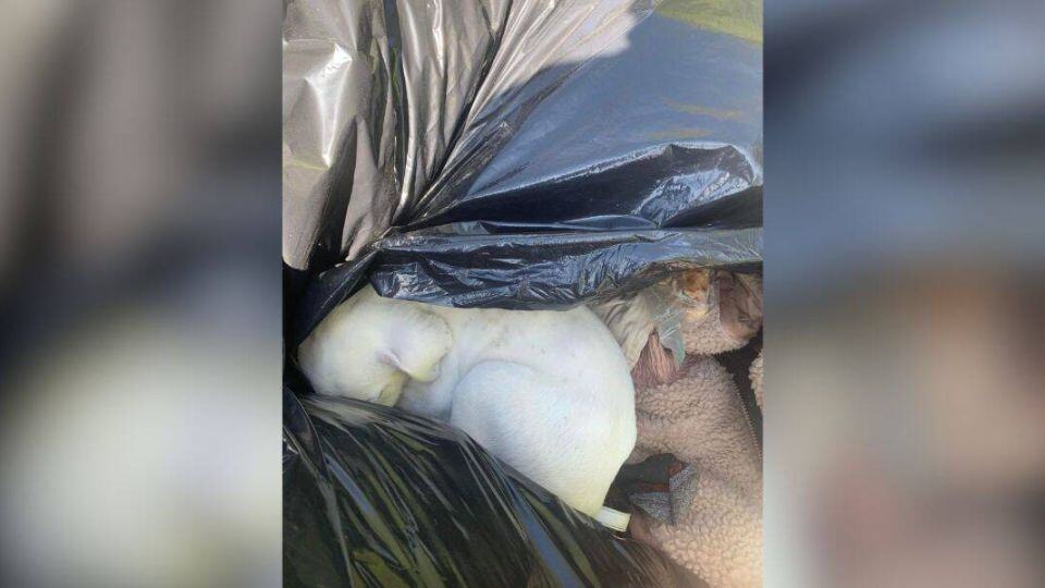 From Trash to Treasure: Puppy Found in Dumping Site Gets a Beautiful New Life
