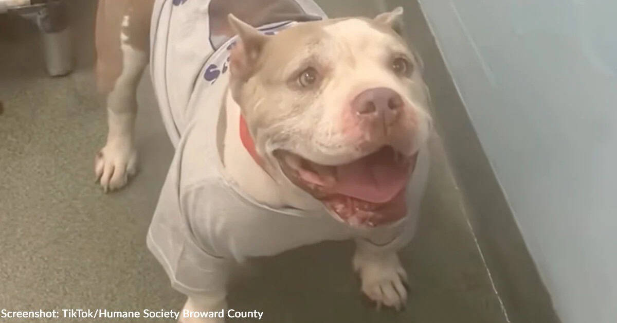 Dog Abandoned on Highway With Puppies Finally Finds a Forever Home