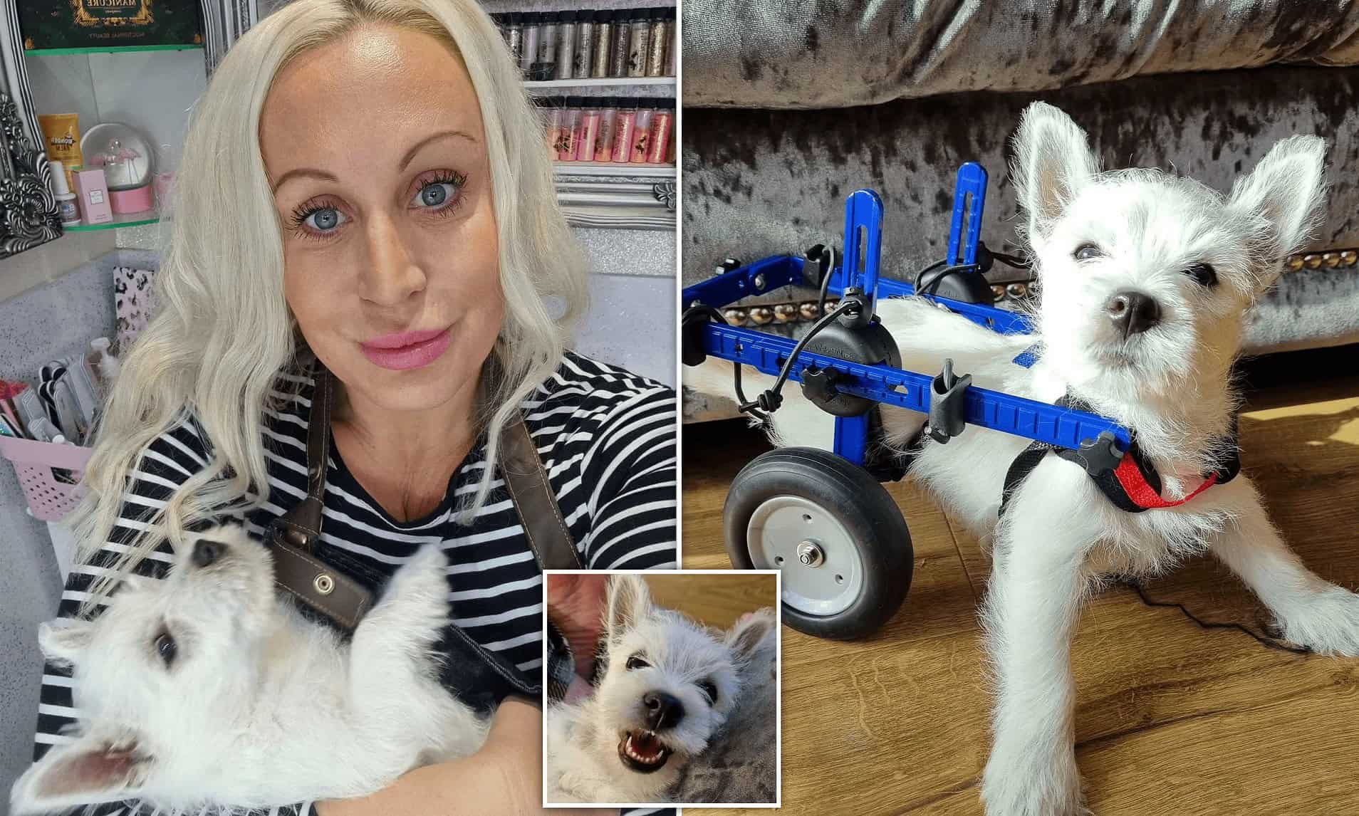 Paralysed Puppy Finally Feels Freedom Thanks To A Wheelchair And Kind Strangers