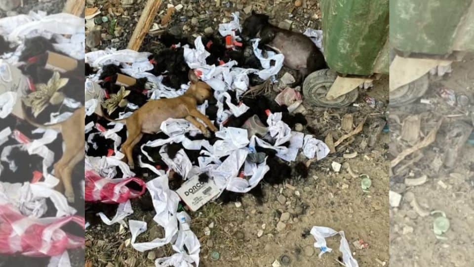 Two Puppies Found On Trash Heap Get A Second Chance For Happiness