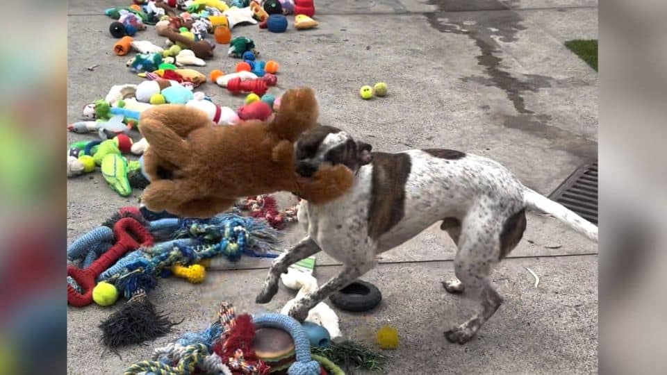 Shelter Dogs Celebrate Early Christmas with Toys and Joy