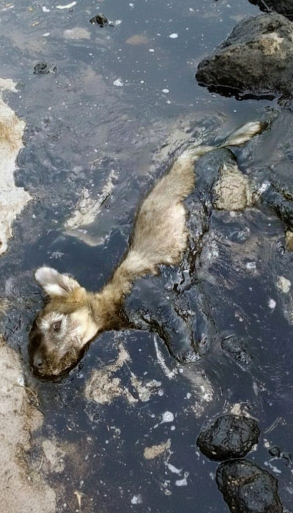 She Was Glued to the Pavement — And Still Wagged Her Tail When Help Arrived