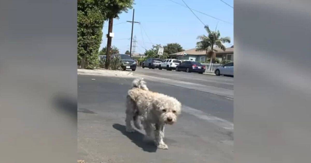 Two Stray Dogs Who Faced Hardships On The Streets Finally Find Hope And A New Beginning