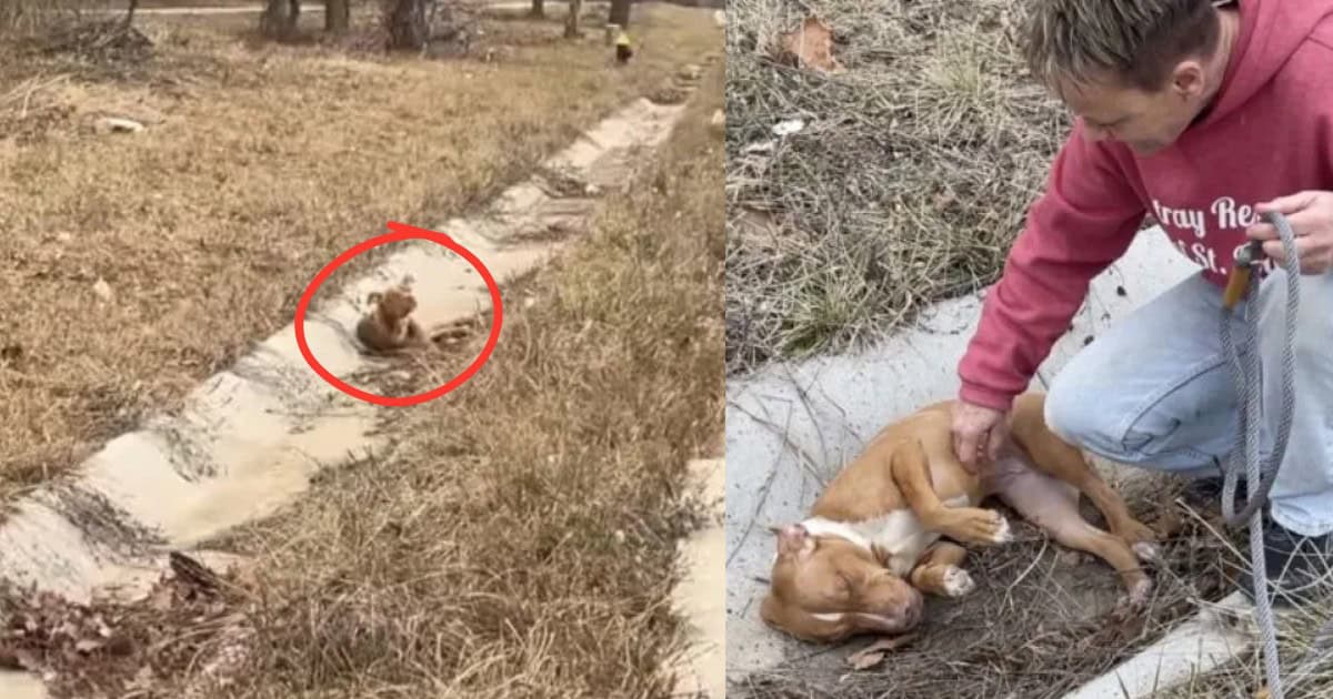 Truck Driver Rescues Shivering Dog Found in Roadside Ditch