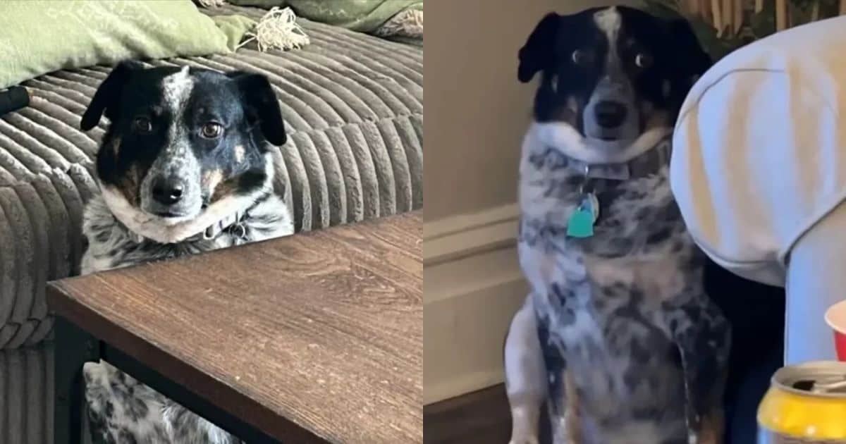 Shy Pup Tries To Make Friends At Parties But Ends Up Hiding Away