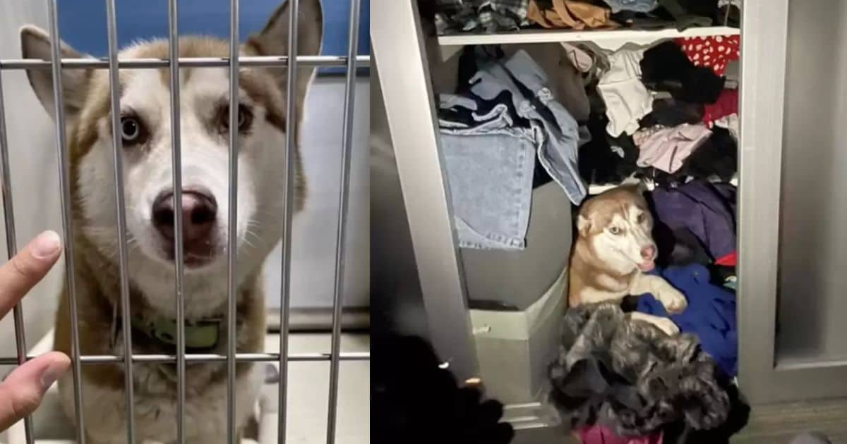 Dog Owners Were Shocked to Discover the Cause of Their Pet’s Strange Behavior