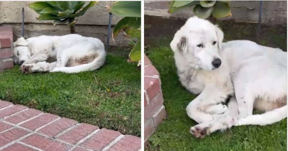 Woman Steps Outside to Find a Exhausted Stray Dog Sleeping in Her Yard