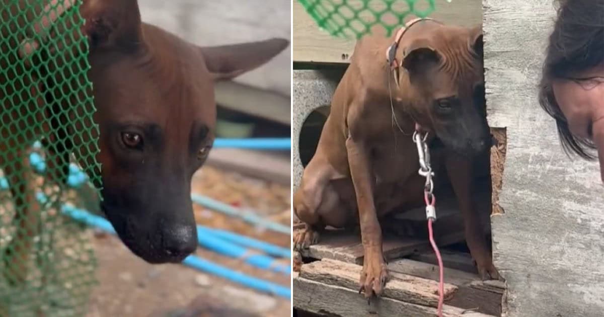 Puppy-Mill Mama Dog Is Finally Free From Years Of Being Neglected