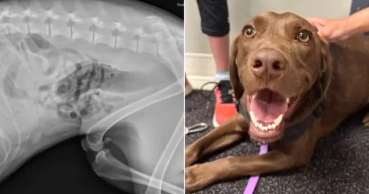 Unwell Dog Brought In For X-Ray, What Vets Discover Inside Her Stomach Shocks Everyone