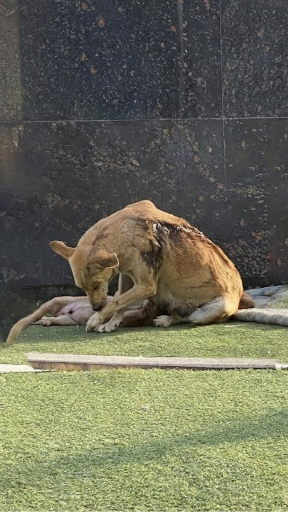 She Used Her Failing Body as a Shield — Refusing to Move While Danger Closed In on Her Puppies
