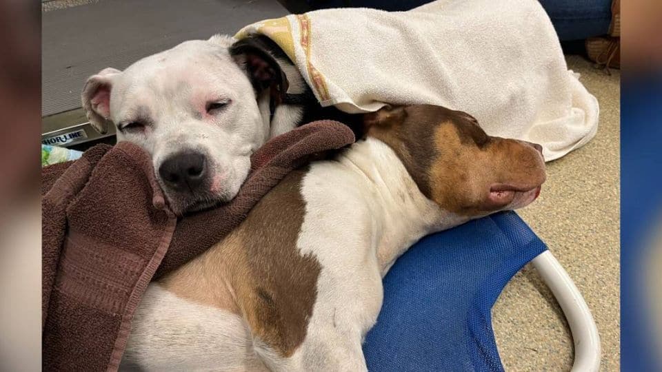 The Heartwarming Story of Two Dogs Who Could Not Be Separate