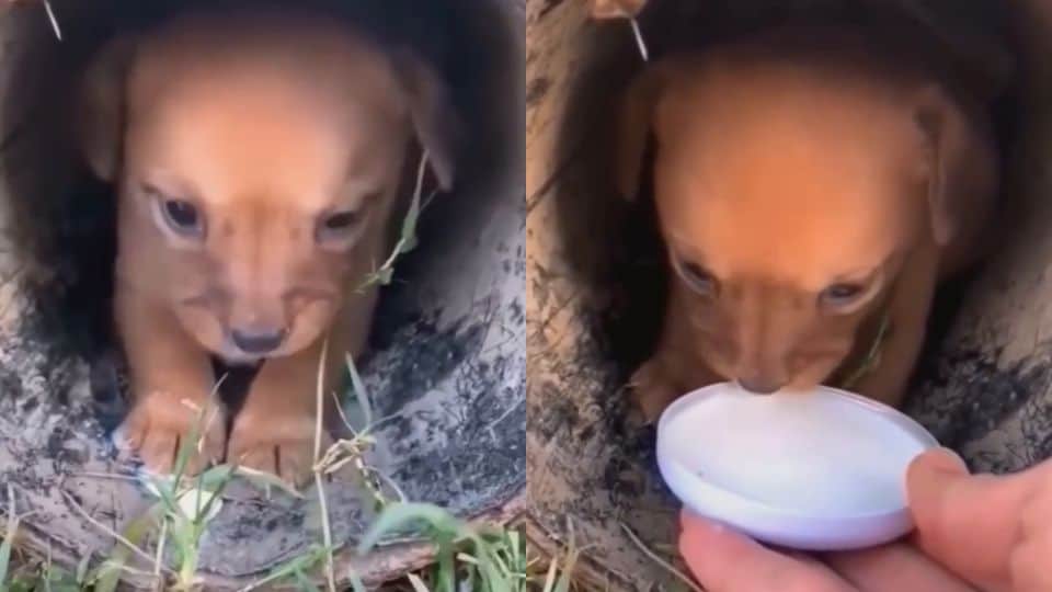 Stray Puppy Learned What Love Felt Like After Losing Everything