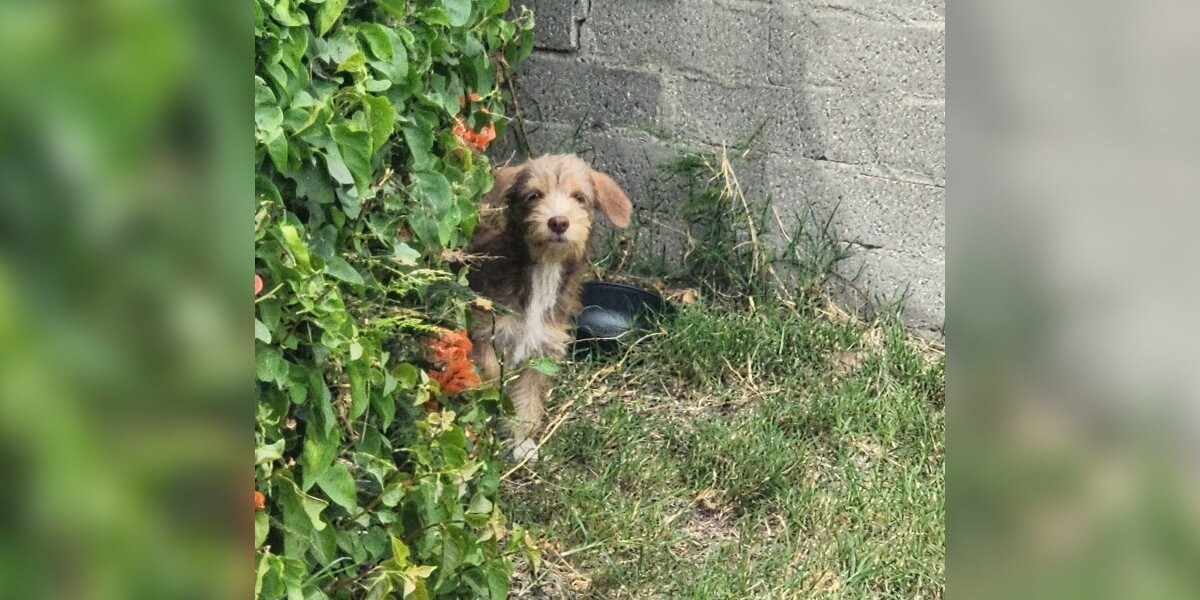 The Terrified Puppy Who Forgot Love Existed — Until One Woman Refused to Give Up