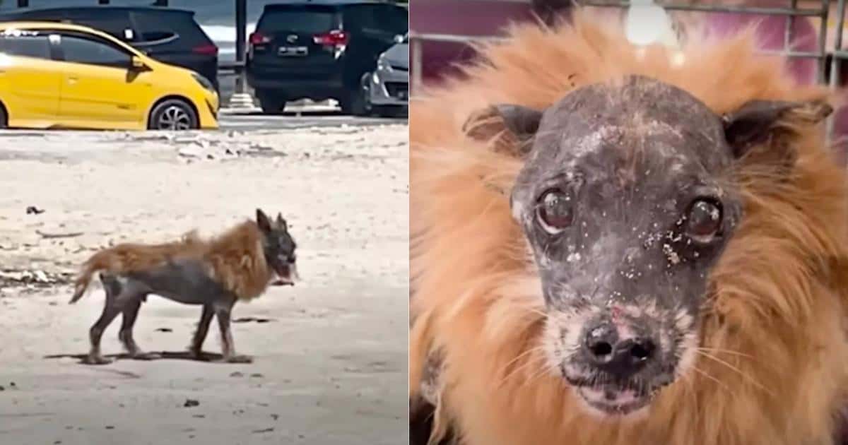 People Snapped Pictures and Laughed at This ‘Lion Dog’, But Did Nothing To Help