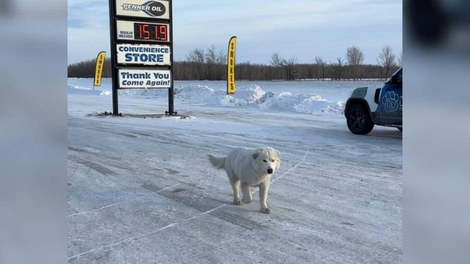Stray Dog Who Lived at a Gas Station Finally Finds the Rescue She Was Waiting For