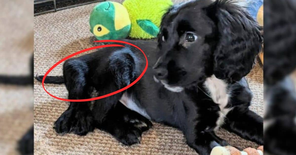 The Heartwrenching Story of a 6-Legged Pup Cruelly Abandoned in a Car Park