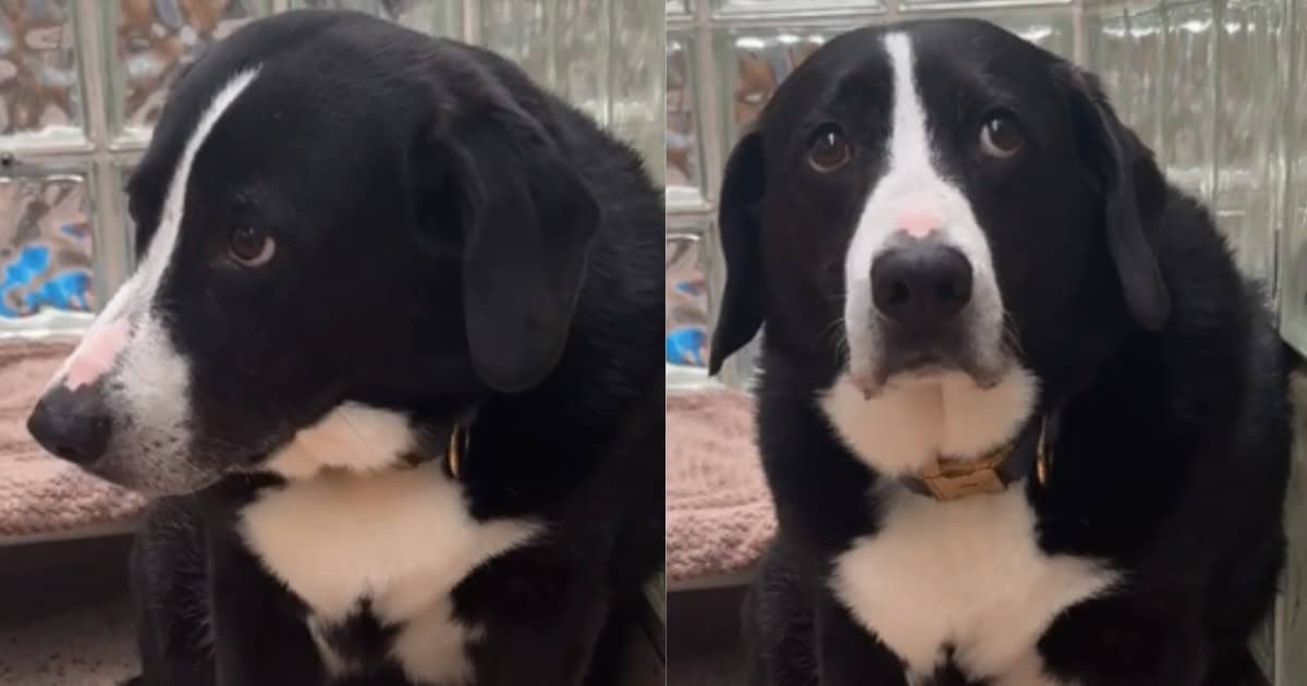 Heartbroken Dog Left Confused When His “Only Family” Abandoned Him After 8 Years