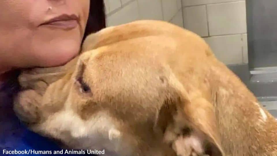 Dog Nobody Wanted Stood Up Every Day Hoping Someone Would Choose Her