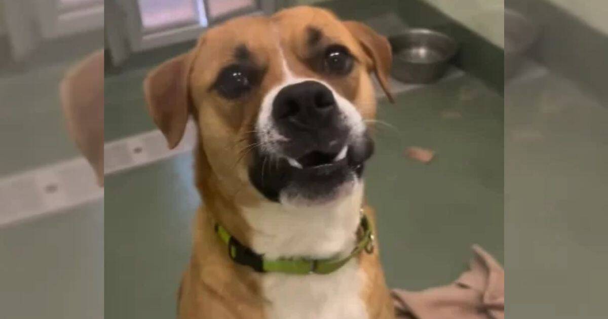 Benji the Dog Finally Finds His Forever Home After 172 Days of Hope and Waiting