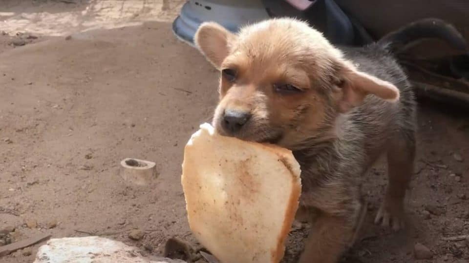Starving Puppy Guarding a Stale Piece of Bread on a Lonely Road