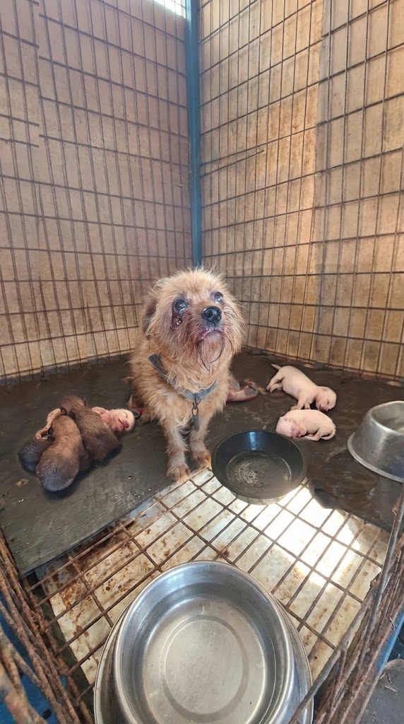 She Wrapped Her Fragile Body Around Her Puppies on Cold Concrete — Refusing to Let the World Take Them