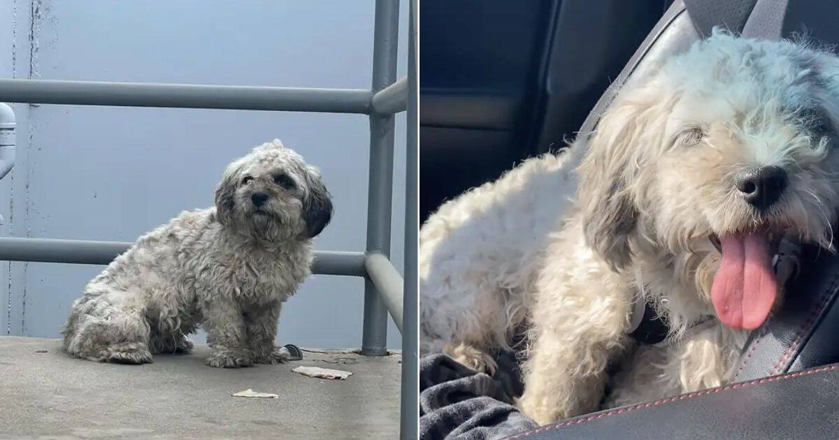 Shaggy Dog Left Tied To Fence In The Sweltering Heat Found Her Hero