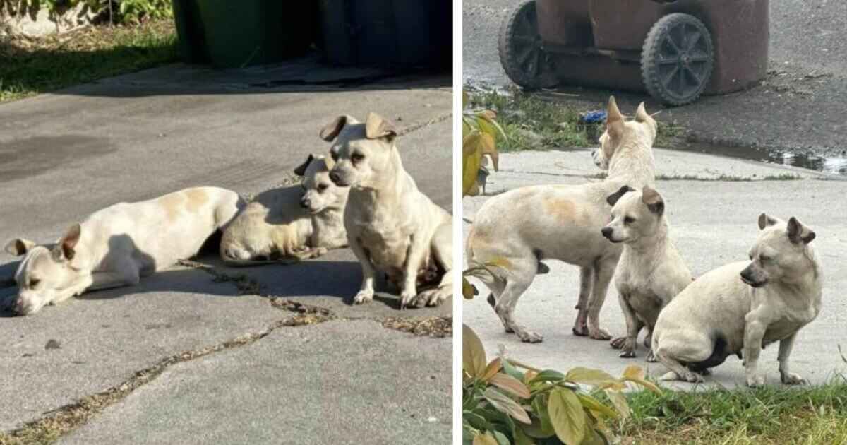 Abandoned Puppy Trio Clings to Each Other Through All Hardships While Yearning for a Forever Home