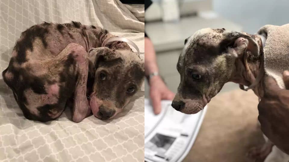 Hairless and Scared Puppy Transforms Into a Happy, Loving Dog