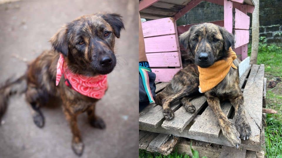 Puppy Returned to Shelter After Losing the Only Home She Knew