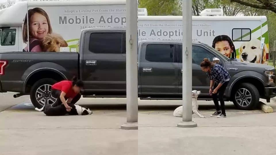 Terrified Dogs Dragged To Shelter Find Hope Through Rescue And Foster Care
