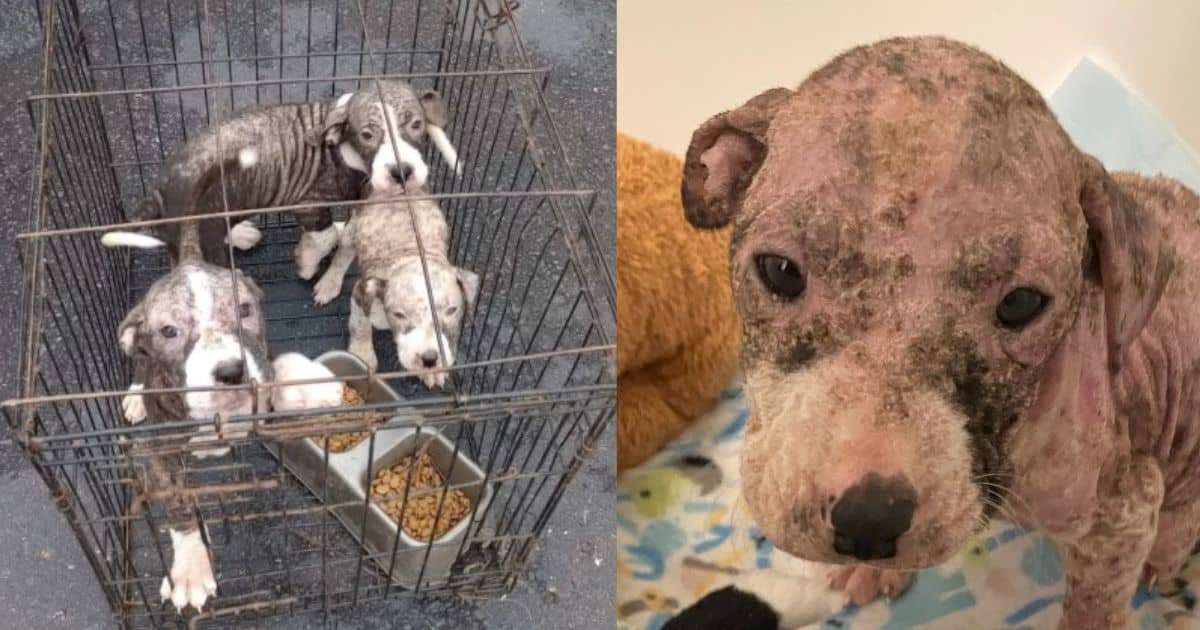 Abandoned Puppies Found in Trash Crate Now Seek Forever Loving Homes