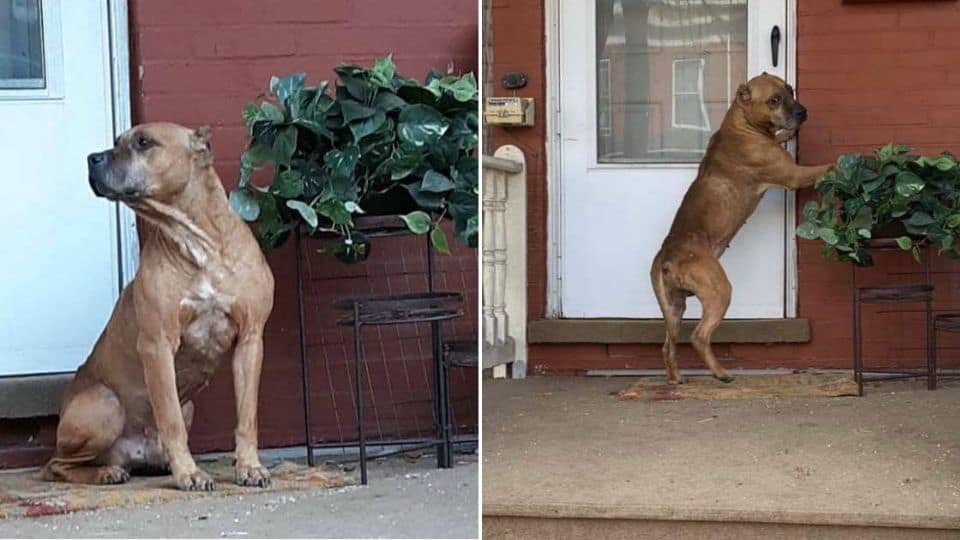 Loyal Dog Left Behind Still Waits for the Family Who Never Returned