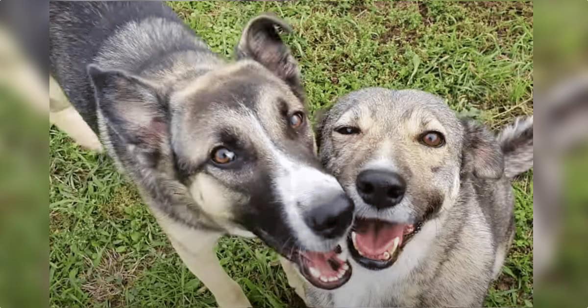 Mama Dog Survived The Hardest Goodbyes After Saving Her Puppies