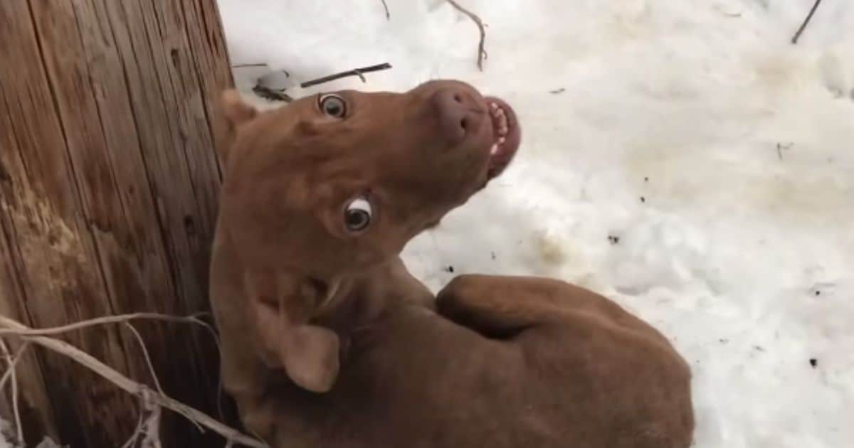 Abandoned Dog Shivering in Pain Finally Finds Hope and Love After Rescue